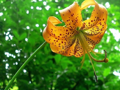 Turk's cap lily