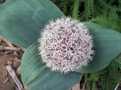 Turkestan Onion