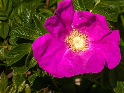 Turkestan Rose