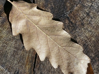 Turkey oak