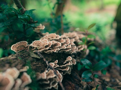 Turkey Tail