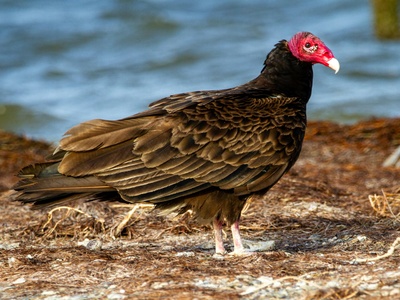 Turkey Vulture