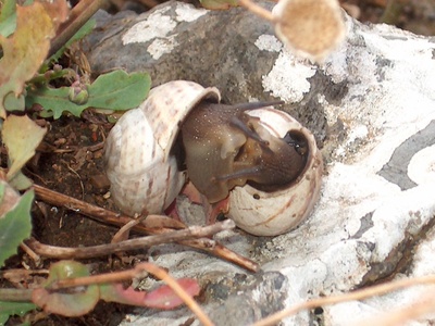 Turkish Snail
