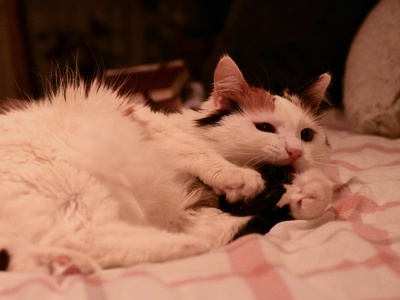 Turkish Van