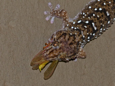 Turner's Gecko