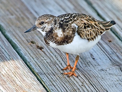 Turnstone