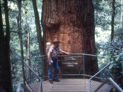 Turpentine Tree
