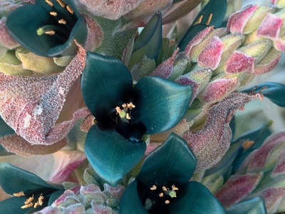 Turquoise Puya
