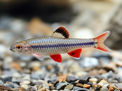 Twee River Redfin