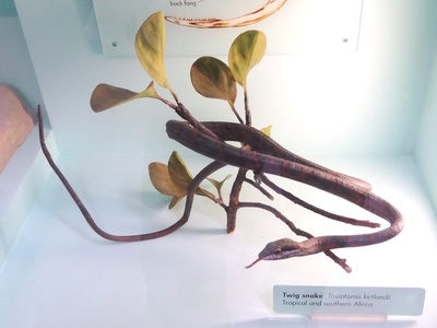 Twig Snake