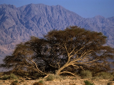 Twisted Acacia