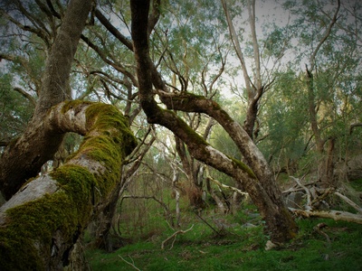 Twisted moss