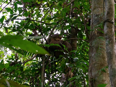 Two-toed Sloth