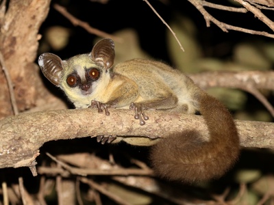 Udzungwa Dwarf Galago