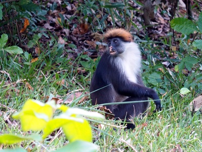 Udzungwa Red Colobus