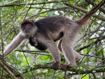 Ugandan Red Colobus