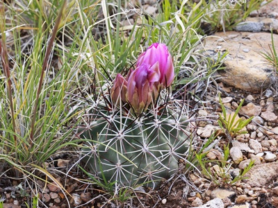 Uinta Basin Hookless Cactus