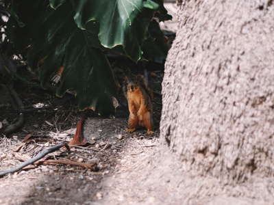 Uinta Chipmunk