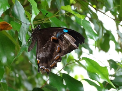 Ulysses Butterfly
