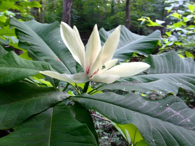 Umbrella Magnolia