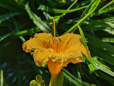 Umbrella Plant