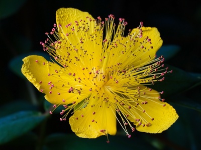 Umbrella Wort