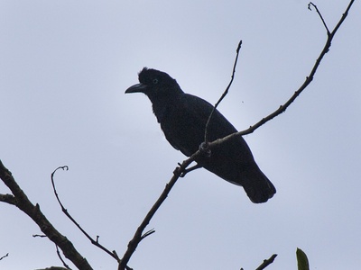 Umbrellabird