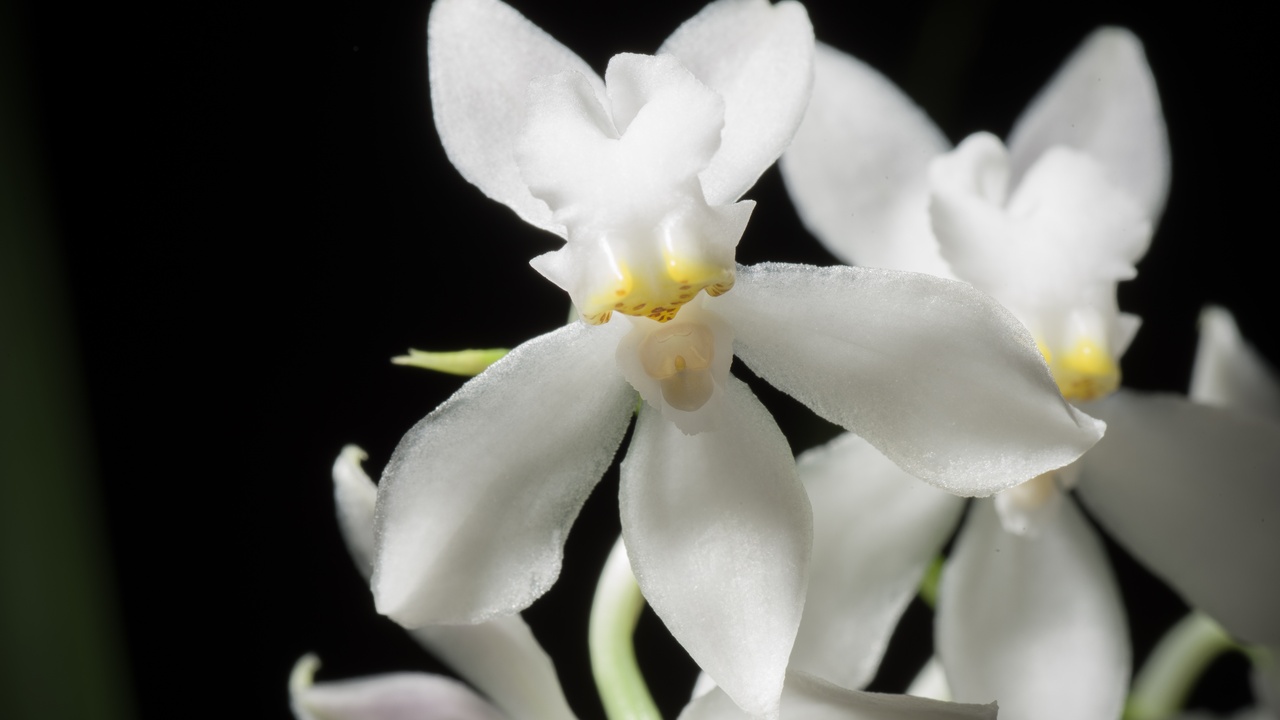 Ornamental Heliconia and orchids in a Nicaraguan forest garden
