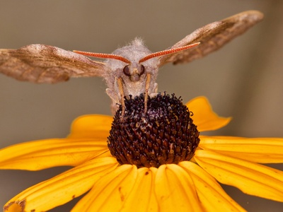 Underwing Moth