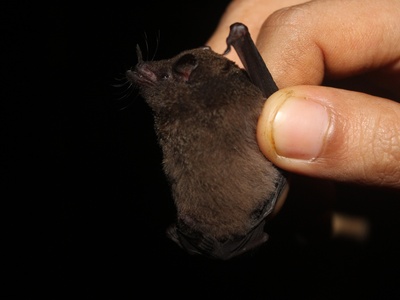 Underwood's Long-tongued Bat