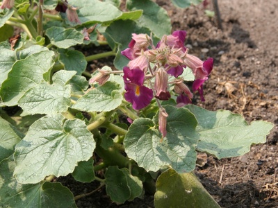 Unicorn Plant