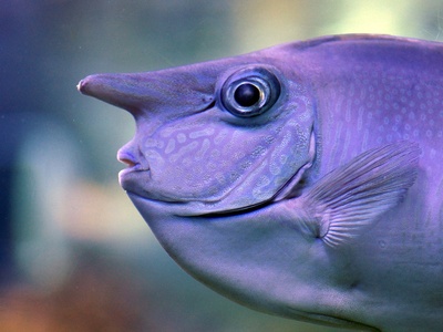 Unicornfish