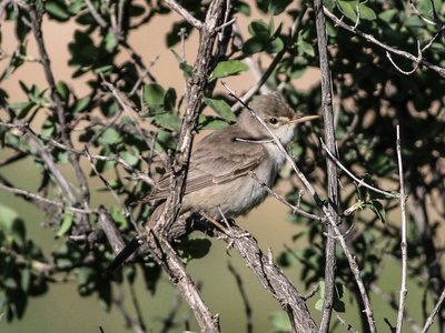 Upcher's Warbler