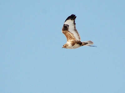 Upland buzzard