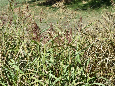 Upland Ironweed