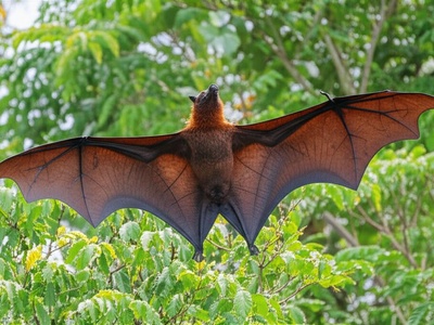 Upolu Flying Fox