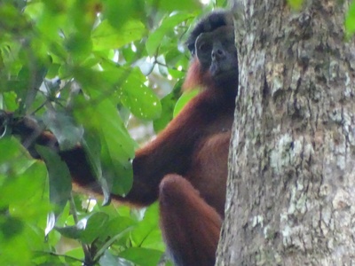 Upper Guinea Red Colobus