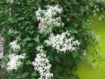 Upright Virgin's Bower