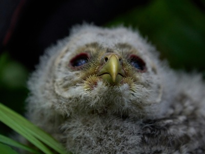 Ural Owl