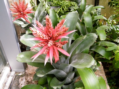 Urn Plant