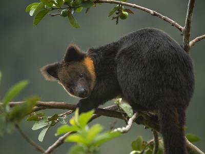 Ursine Tree-kangaroo