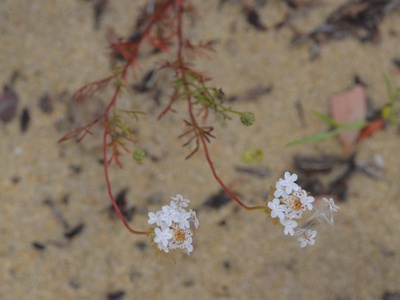 Ursinia