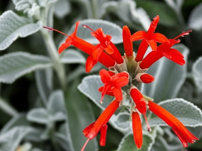 Uruguayan Firecracker Plant