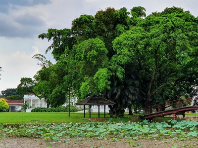 Uruguayan Potato Tree
