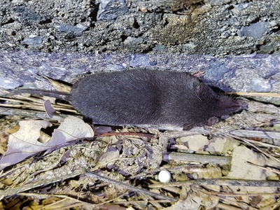 Ussuri Shrew