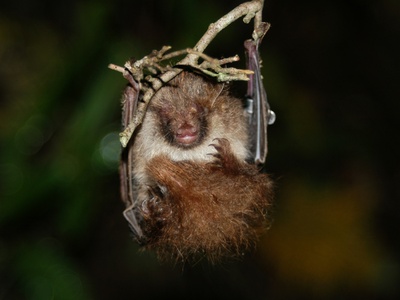 Ussuri Tube-nosed Bat