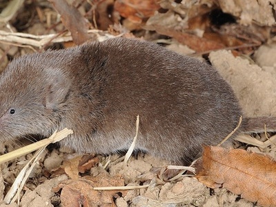 Ussuri White-toothed Shrew