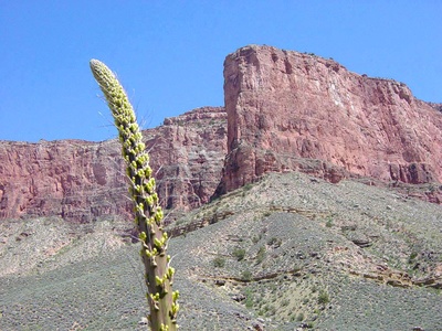 Utah Agave