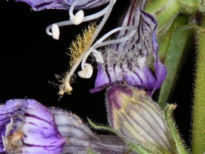 Utah Penstemon