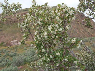 Utah Serviceberry